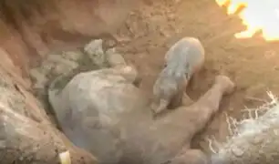 VIDEO: elefante bebé se resiste a abandonar a su mamá muerta
