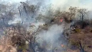 Bosques en llamas: más de 9 mil hectáreas destruidas