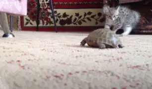 Facebook: adorable juego de un gatito con una tortuga enternece a miles