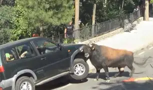 YouTube: toro furioso atacó a una familia en su camioneta