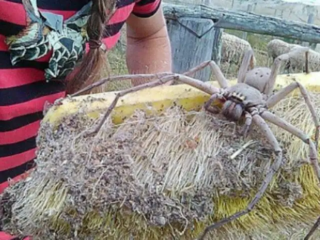 Monstruosa araña hallada en Australia desata el pánico en las redes sociales [FOTOS]