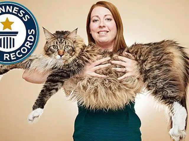 Guinness premió a "Ludo" como el gato más grande del mundo