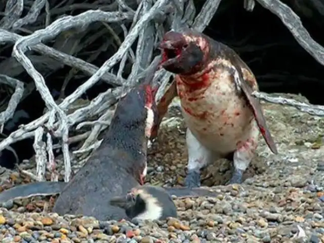 Twitter: Pingüino descubre ‘infidelidad’ y desata sangrienta pelea [VIDEO]
