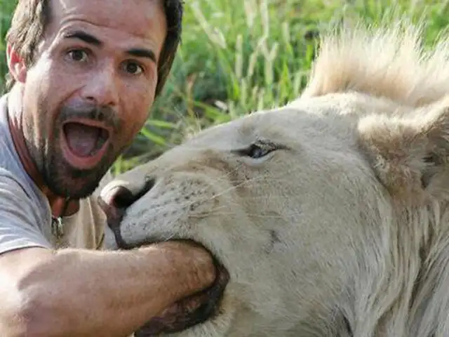 La arriesgada profesión de dentista de leones