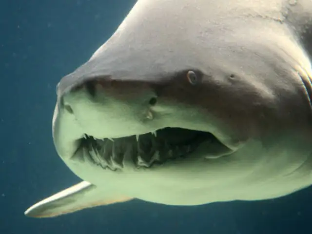 YouTube: Horrorizados turistas encuentran a un tiburón comiéndose una vaca en medio del mar [VIDEO]