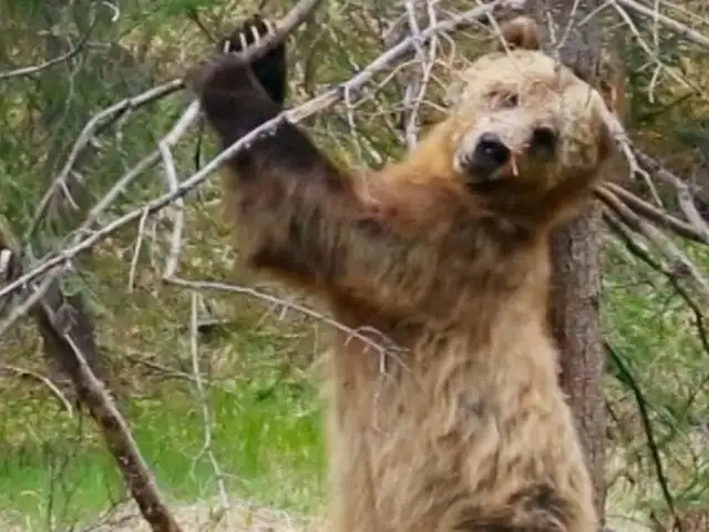 Osos grizzli practican “Pole Dance”