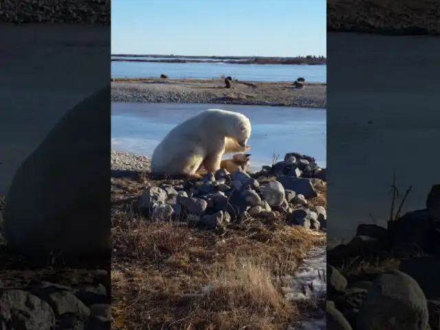 YouTube: Un oso polar deja atónito al mundo al hacer esto con un perro [VIDEO]