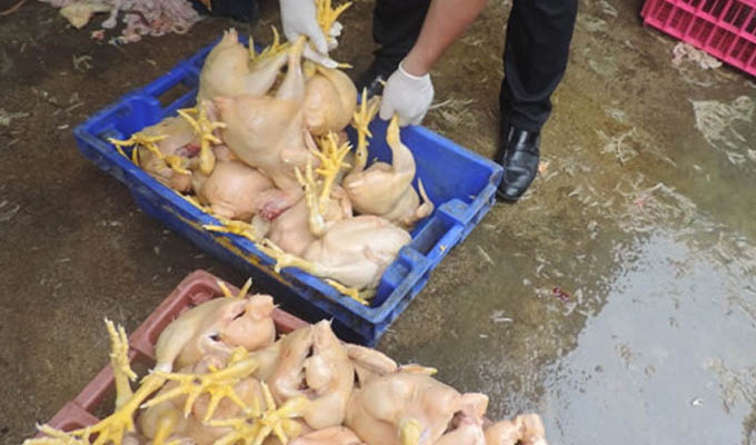 La Victoria: comerciantes inflan pollos con la...