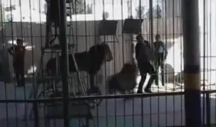 Impactantes imágenes: león ataca y mata a domador en pleno show