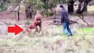 Insólito: australiano se pelea con un canguro para rescatar a su perro