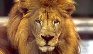 Sudáfrica: león intenta atacar a su cuidador