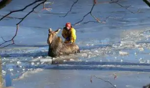 Bomberos canadienses rescatan a alce atrapado en hielo