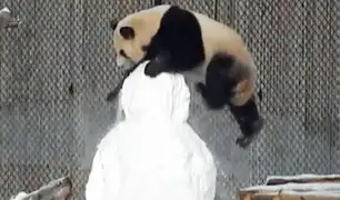 La lucha de un oso panda con un muñeco de nieve
