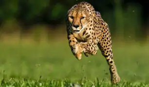 Advierten que guepardos corren el riesgo de extinguirse