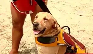 Costa Verde: conozca a los perros salvavidas que vigilan las playas de Lima