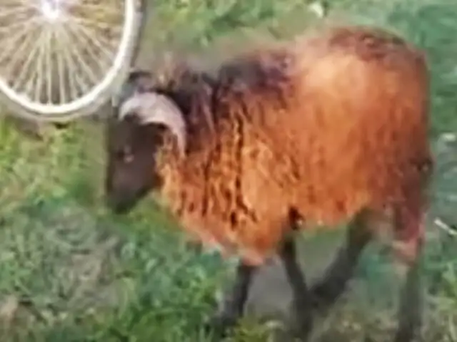 A este carnero no le gustan las bicicletas