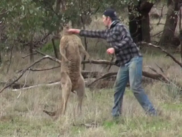 La historia que no sabes sobre el video del hombre que golpeó a un canguro en Australia