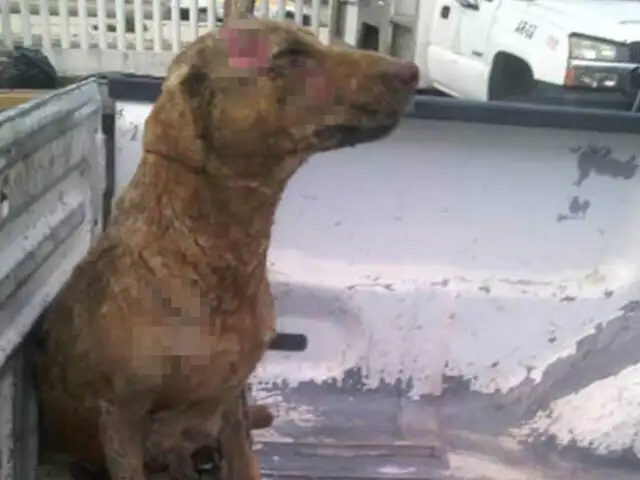 FOTOS: perrita sufre graves quemaduras al intentar salvar a sus cachorros
