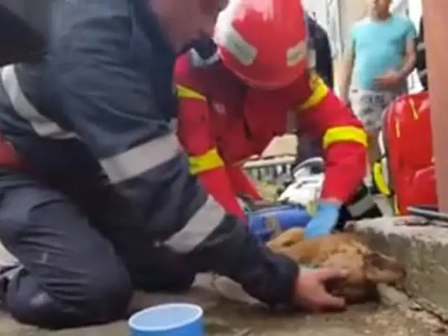 VIDEO: bombero salva perro practicándole respiración “boca-hocico”