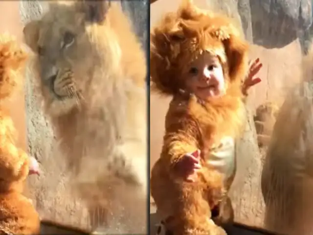Un león al ver a un bebé disfrazado intenta interactuar con él