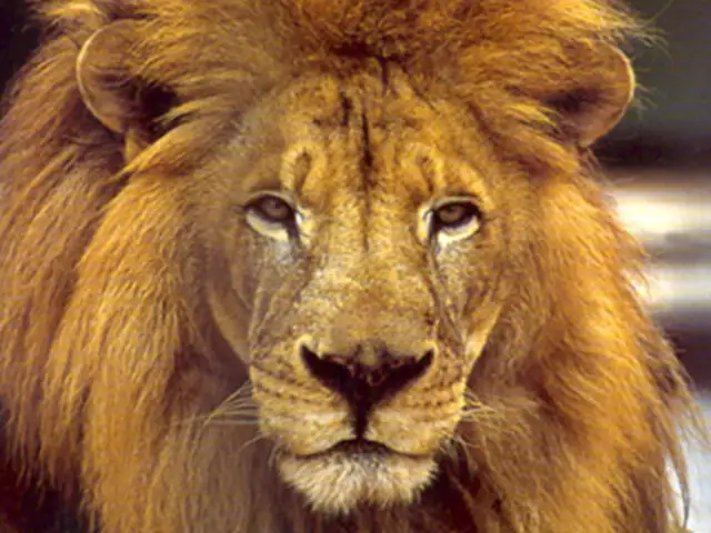 Sudáfrica: león intenta atacar a su cuidador