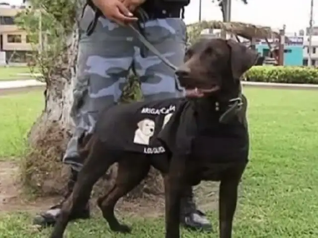 Perro maltratado por dueño fue adoptado por serenazgo de Los Olivos