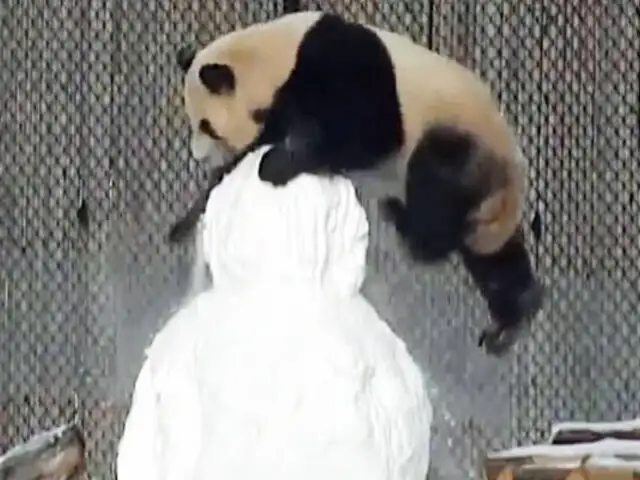 La lucha de un oso panda con un muñeco de nieve