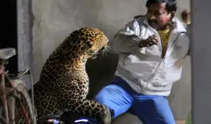 Leopardo ingresa a una vivienda y deja un herido en la India