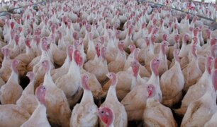 Preocupación en California: alerta por brote de Salmonela en carne de pavo