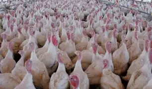 Chile: detectan brote de gripe aviar en criadero de pavos en Valparaíso