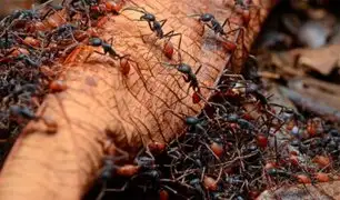 Bolivia: mujer atada a árbol muere por ataque de hormigas venenosas