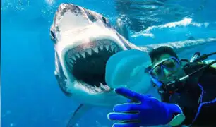 Florida: buzos tiene escalofriante encuentro con un tiburón tigre