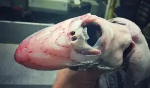 Twitter: Un pescador ruso atrapa estas criaturas que parecen una pesadilla venida de otro mundo [FOTOS]