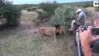 Turistas quedan en shock luego que león estuviera a centímetros de su Jeep