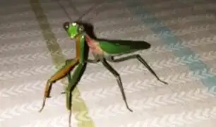Facebook: Encuentra un aterrador insecto en su cuarto y esto es lo que pasa [VIDEO]
