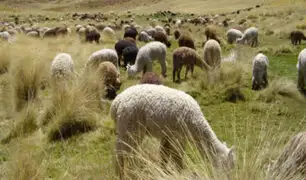 Arequipa: evacuan ganado afectado por volcán Sabancaya