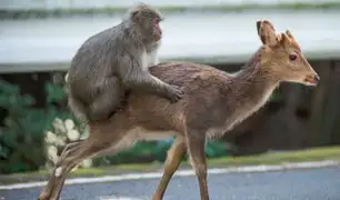 En Japón monos y ciervos están teniendo sexo y la ciencia está desconcertada [VIDEO]
