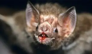 Estudio revela que murciélago vampiro ahora se alimenta de sangre humana