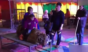 VIDEO: tigre es atado para que asistentes lo monten y se tomen fotos