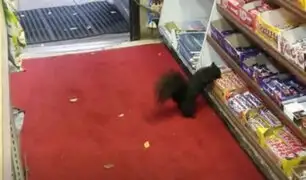 YouTube: Ardillas ‘asaltan’ tienda y roban más de 40 chocolates [VIDEO]