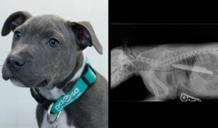FOTOS: perro sobrevive después de tragarse un cuchillo de 20 centímetros