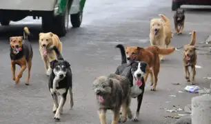 Arequipa: eutanasia para perros callejeros por rabia