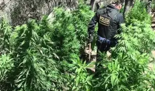 Cusco: incautan 380 plantaciones de marihuana en Urubamba