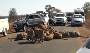 Leones paran el tráfico para devorarse a un búfalo