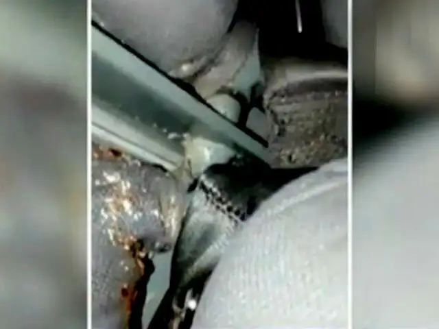 Pasajeros denuncian haber encontrado garrapatas en bus interprovincial