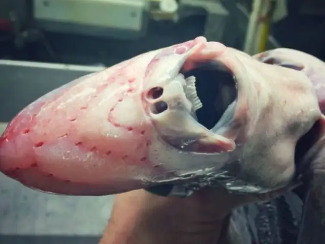 Twitter: Un pescador ruso atrapa estas criaturas que parecen una pesadilla venida de otro mundo [FOTOS]