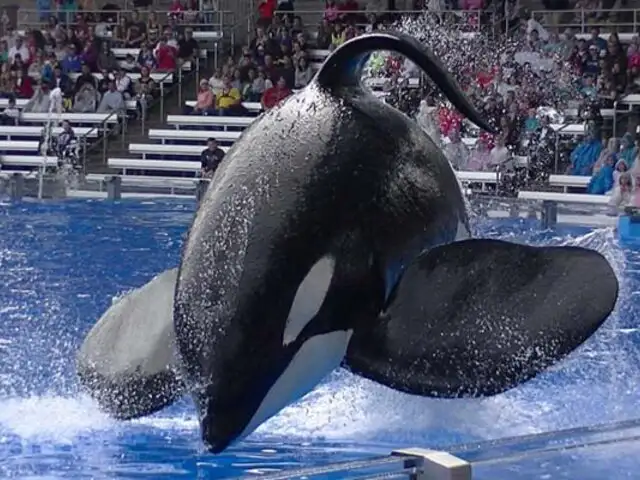 A los 36 años falleció Tilikum, la orca 'asesina' que mató a su entrenador