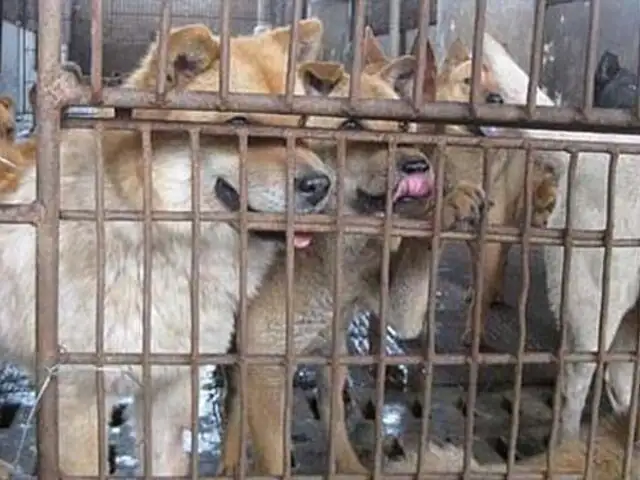 Corea del Sur: defensores de los animales salvan a perros usados para consumo humano
