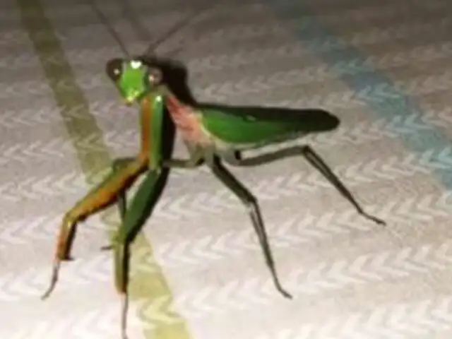 Facebook: Encuentra un aterrador insecto en su cuarto y esto es lo que pasa [VIDEO]