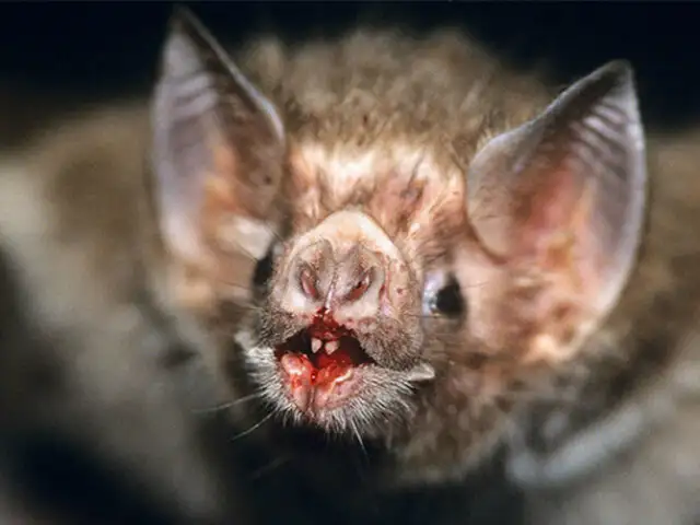 Estudio revela que murciélago vampiro ahora se alimenta de sangre humana